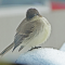 Eastern Phoebe on a snowy morning