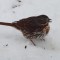 Fox Sparrow showing off his stunning breast colors against the snow
