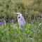 Great Blue Heron & Purple Pickerel Weed