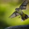 Backyard in-flight Palm Warbler