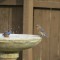 Bathing Bluebirds