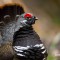 Spruce Grouse in display mode