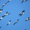 Plenty of Pelicans in flight)