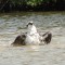 Osprey cooling off in August in Sarasota, Florida
