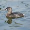 Pied-billed Grebe in Los Angles