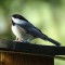 One of Our Banded Chickadees at the Feeder