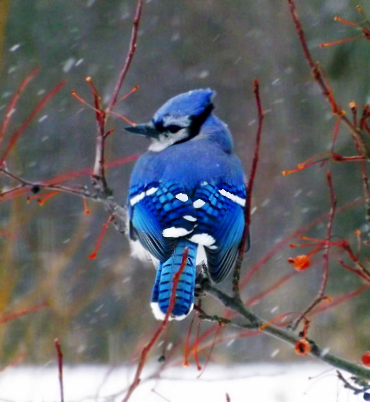 Your Turn: A blue jay isn't blue