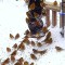 Another close up shot of the Goldfinches who handled a brutal U.P. winter