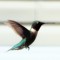 Hummingbird frozen in flight
