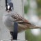 White-crowned Sparrow posing for the camera above our feeder