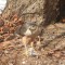 Sharp-shinned hawk eating a house sparrow.