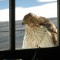 Juvenile Coopers Hawk