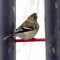 Goldfinches with eye/head injury or disease???