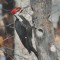 Pileated at Log Feeder