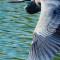 Great Blue Heron ~ “Flight”