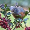 American Robin and Holly Berries