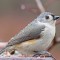 Tufted Titmouse covered in beads