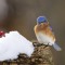 Eastern Bluebird