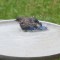 Fledgling bluebird bathing