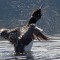 Loon Shower