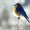 Bluebird on an icy winter day.