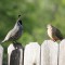 California Quail singing to a Mourning Dove In Idaho.