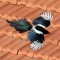 Flying Magpie