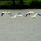 Beautiful white pelicans flying over the LSU lakes.