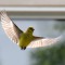 Angelic goldfinch