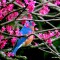 Bluebird in a Redbud Tree