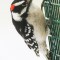 Downy Woodpecker – male