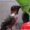 Ruby-throated Hummingbird in the Rain