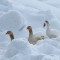 3 Geese in Maine after a major blizzard