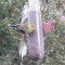 unusual goldfinch with leg band