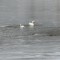 Mute Swans at Dewart Lake