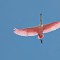 Roseate Spoonbill in flight