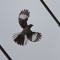 Mockingbird in Flight