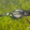 Common Loon swimming underwater