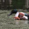Northern Shoveler with an itch.