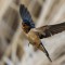 Squawking Swallow