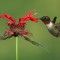 Ruby-throated hummingbird and Monarda