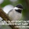 I’m so glad I don’t have chickadees in my yard