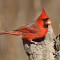 Northern Cardinal enjoys a peanut