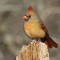 Female Northern Cardinal awaits her turn at the feeding station.