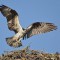 Osprey Landing in its nest