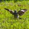 Northern Mockingbird juvenile getting ready for Flight