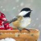 Black-capped Chickadee fighting the heavy snowfall to grab a seed or two