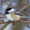 Black-capped Chickadee waiting his turn for our window feeder