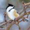 Tufted ;-)…Black-capped Chickadee?