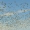 Snow Geese Take-off At Bosque del Apache
